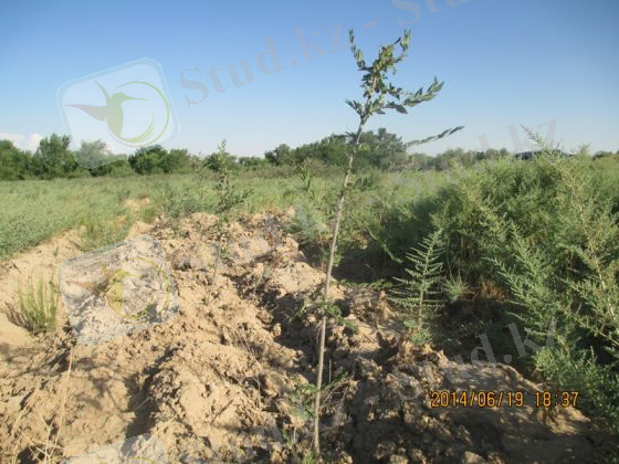 http://stgrpp.kz/images/thumbnails/images-forest-image015-560x420.jpg