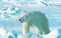 https://upload.wikimedia.org/wikipedia/commons/thumb/b/b6/Ursus_maritimus_in_Alaska.jpg/200px-Ursus_maritimus_in_Alaska.jpg