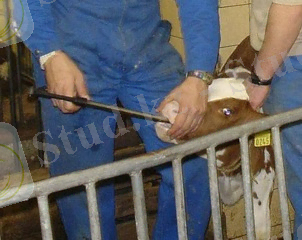 http://www.animal-id.ru/images/equipment/Bolus/bolus2_pic.jpg