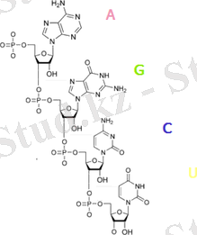 http://upload.wikimedia.org/wikipedia/commons/thumb/3/38/RNA_polinukleotido.PNG/250px-RNA_polinukleotido.PNG