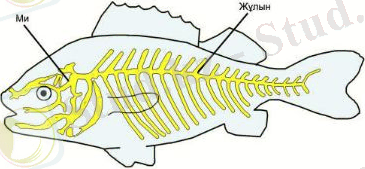 http://itest.kz/upload/images/1349780628.23.jpeg.png