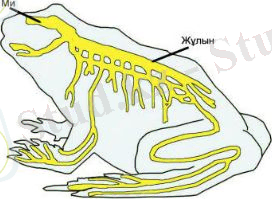 http://itest.kz/upload/images/1349780657.69.jpeg.png