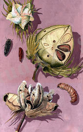 C:\Users\дом\Pictures\хлоп.jpg