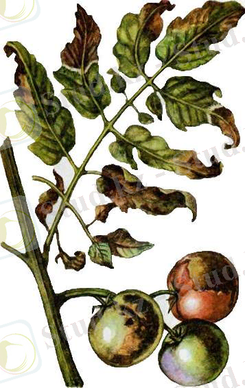 C:\Users\Айка\Desktop\bolezni_tomatov1.jpg