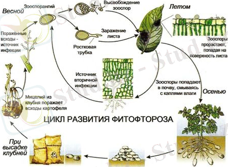 C:\Users\Айка\Desktop\101862342_2565092_end7.jpg