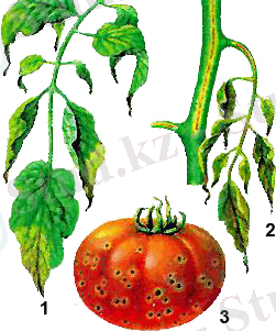 C:\Users\Айка\Desktop\original.jpg
