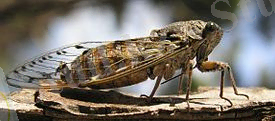 C:\Users\Nursultan\Desktop\Adriatic_Cicada_01.jpg