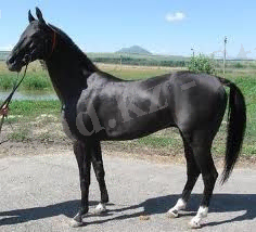 http://massaget.kz/userdata/uploads/u21/ahalteke_3.jpg