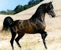 http://massaget.kz/userdata/uploads/u21/araskii%20kon_1.jpg