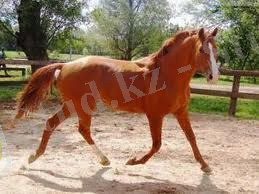 http://massaget.kz/userdata/uploads/u21/budenovkaya%20poroda.jpg