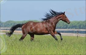 http://massaget.kz/userdata/uploads/u21/ukraiskaya%20poroda.jpg