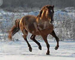 http://massaget.kz/userdata/uploads/u21/kustanaiskaya%20poroda.jpg