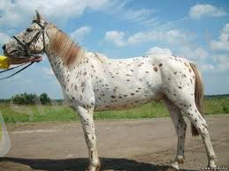 http://massaget.kz/userdata/uploads/u21/altai.jpg