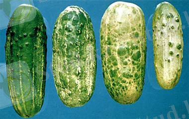 http://semena.org/agro/diseases2/image/27-3.jpg