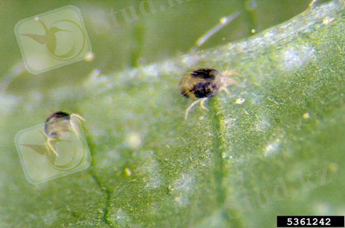 http://www.spidermites.net/wp-content/uploads/2011/10/Tetranychus-Urticae1.jpg