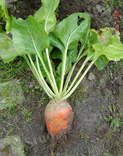 http://www.agroatlas.ru/content/cultural/Beta_vulgaris_alba_K/Beta_vulgaris_alba_K.jpg