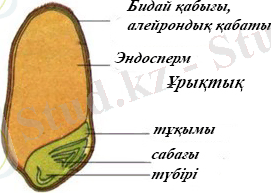 C:\Users\ыр\Desktop\Akan\img5.jpg