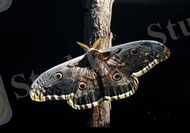 https://encrypted-tbn1.gstatic.com/images?q=tbn:ANd9GcSq8t7goY4N3dRYVghqAjqu5pEJe5eqSS9CtVakIhZqkc5raWaBcQ
