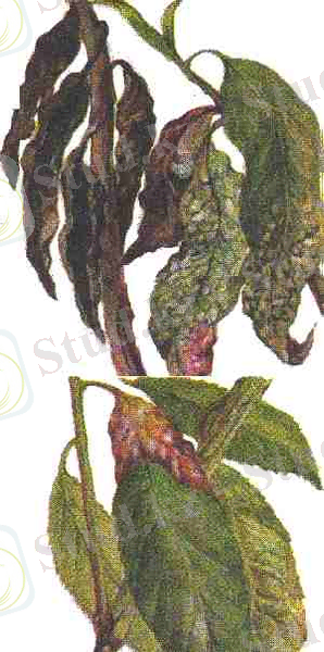 http://agroua.net/img/plant/chemicaldefence/sickness/390.jpg
