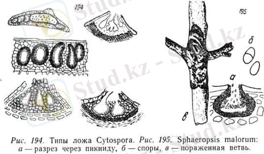 http://zaraza.kz/images/stories/0089.jpg