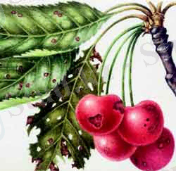 http://domir.ru/1rastenia/images/vreditel/clasterosporium.jpg