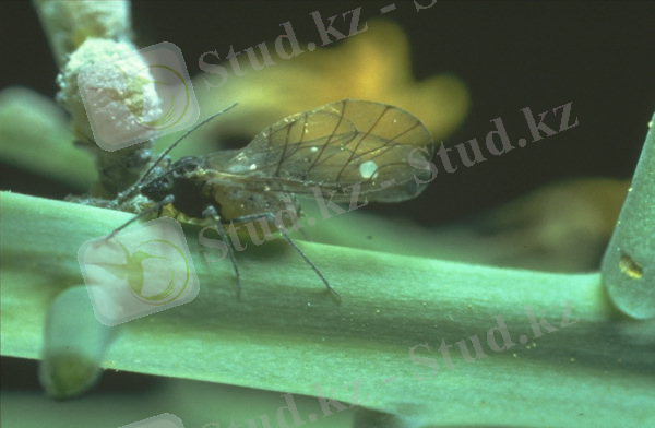 http://www7.inra.fr/hyppz/IMAGES/7030953.jpg