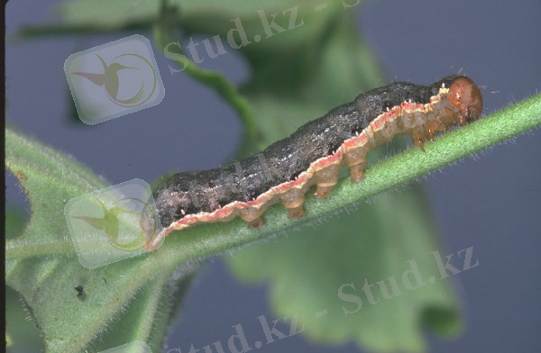 http://www7.inra.fr/hyppz/IMAGES/7032162.jpg