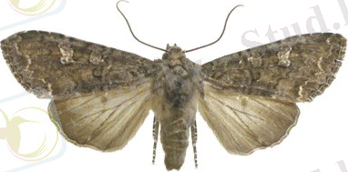 http://www.agroatlas.ru/content/pests/Mamestra_brassicae/Mamestra_brassicae.jpg