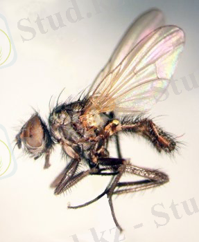 http://www.agroatlas.ru/content/pests/Delia_brassicae/Delia_brassicae.jpg