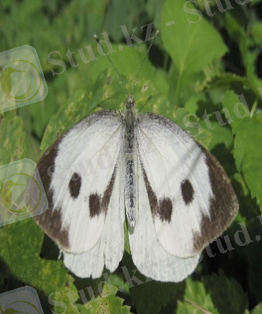 https://upload.wikimedia.org/wikipedia/commons/f/ff/Large_white_spread_wings.jpg