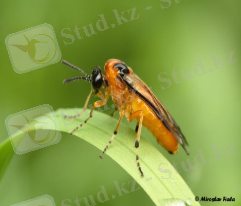 http://coleop123.narod.ru/hymenoptera/Athalia_rosae_big.jpg