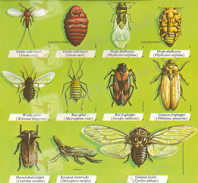 http://www.daviddarling.info/images/Hemiptera_1.jpg