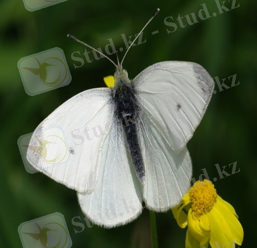 https://upload.wikimedia.org/wikipedia/commons/6/6f/Pieris_rapae_(1).jpg