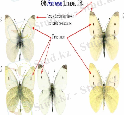 http://r.a.r.e.free.fr/interactif/photos%20pieridae/rapae.jpg