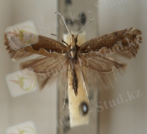 https://upload.wikimedia.org/wikipedia/commons/2/29/Plutella.maculipennis.mounted.jpg