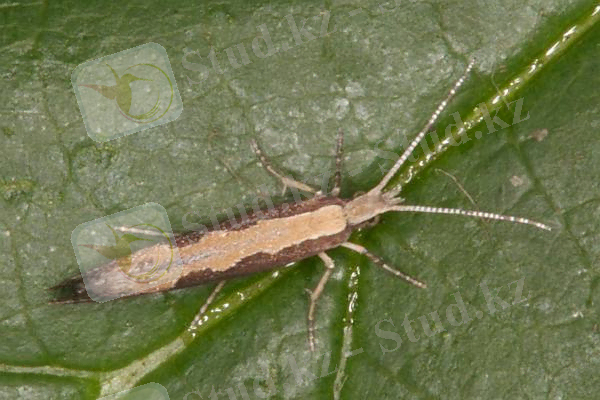 http://www.lepiforum.de/lepidopterenforum/forum/pics3/pic23182.jpg