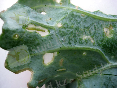 http://www.bladmineerders.nl/minersf/lepidopteramin/plutella/xylostella/_258.jpg