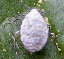 http://bugguide.net/images/cache/BQ3/0NQ/BQ30NQJ0PQVKSK2KSKPKHK9KQK9KGQ10NQY0MK30AQBKHKT0PQO00KDKXKVKGKCKIKJ08Q6KKKWKSKWK8QY0UQB06Q.jpg