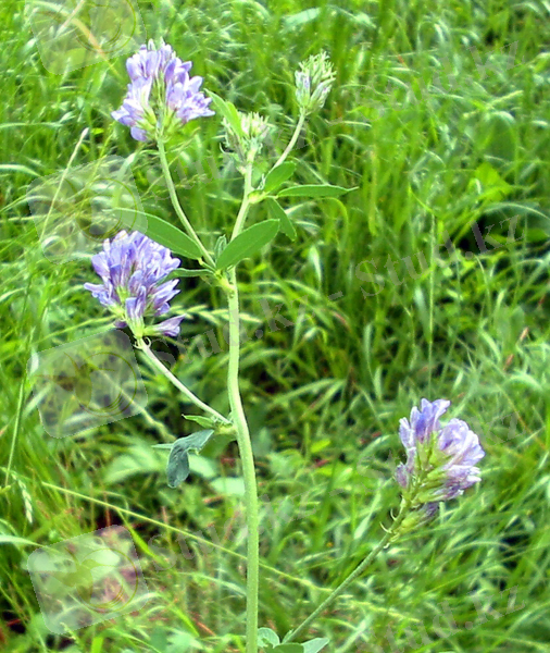 C:\Users\Admin\Desktop\Medicago_sativa_bgiu.jpg