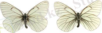 Картинки по запросу aporia crataegi