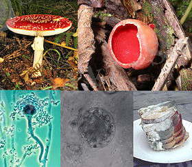 Fungi collage.jpg