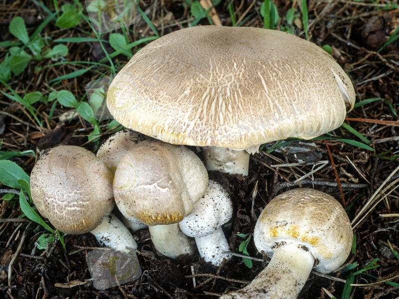 http://gribu.ru/sites/default/files/katitem/shampinon_zheltokozhiy_03.jpg
