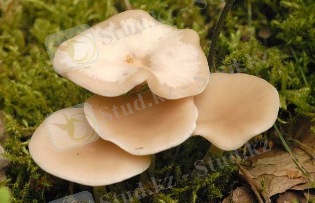 https://upload.wikimedia.org/wikipedia/commons/4/4b/Entoloma.rhodopolium3.-.lindsey.jpg