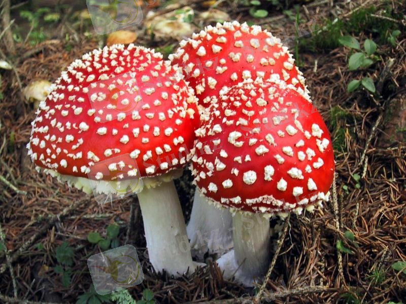 http://ya-gribnik.ru/images/myhomor/3.jpg