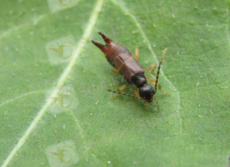 http://www.biolib.cz/IMG/GAL/100237.jpg
