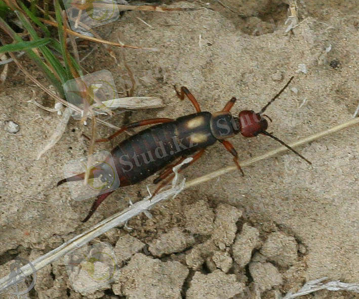 http://innature.kz/images/photoalbum/album_100/010517.jpg