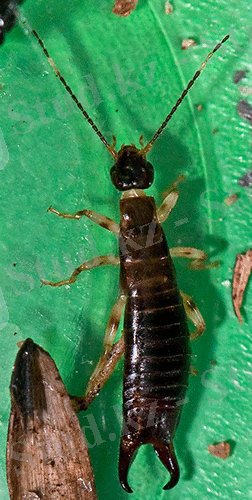 http://www.lifecatalog.ru/images/a/ani/Anisolabididae.png