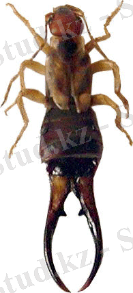 http://www.lifecatalog.ru/images/f/for/Forficuloidea.png