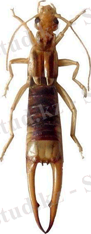 http://www.lifecatalog.ru/images/p/pyg/Pygidicranoidea.png