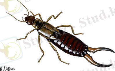 http://animaldiversity.org/collections/contributors/Grzimek_insects/Dermaptera/Forficula_auricularia/medium.jpg